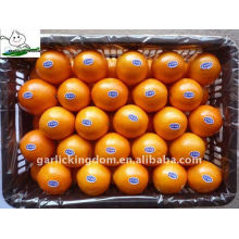 Fresh Navel Orange